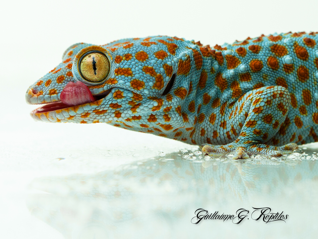 Tokay Gecko