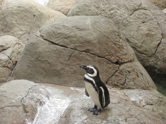 Penguin on a Rock by SolitaryGrayWolf on DeviantArt