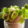 Carnivorous plant 5