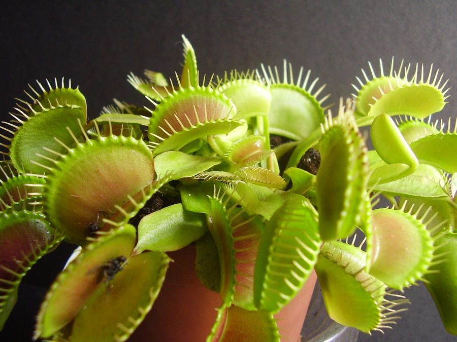 Carnivorous plant 6