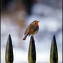 Robin on Fence