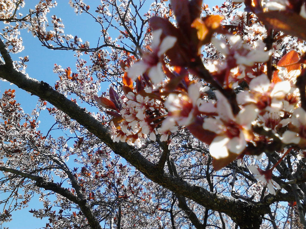 Nature Shot Tree Flowers