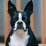 Boston Terrier