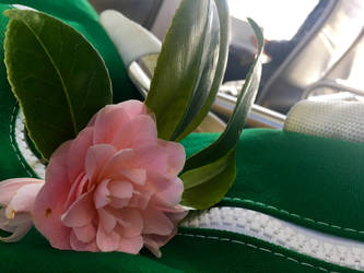 Camellia on Bus (2)