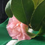 Camellia on Bus (7)