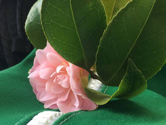 Camellia on Bus (7)