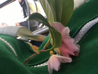 magnolia on Bus (8)