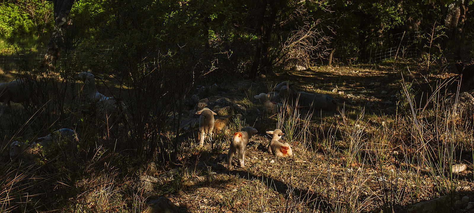 Les Moutons Se Dorent Au Soleil