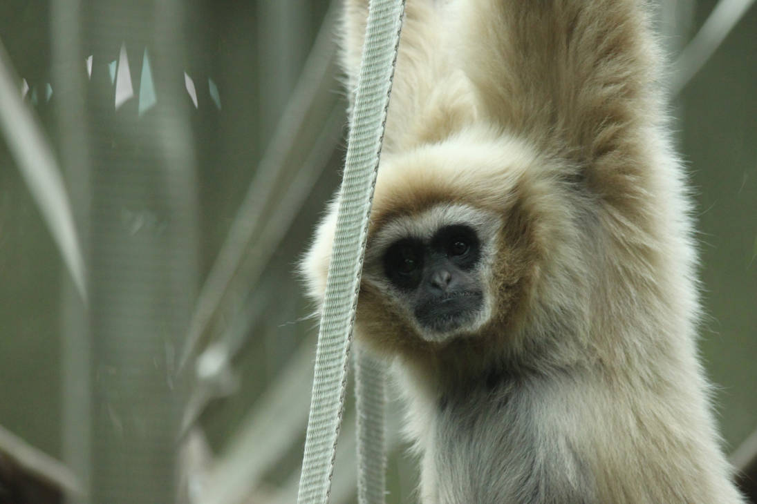 White Gibbon