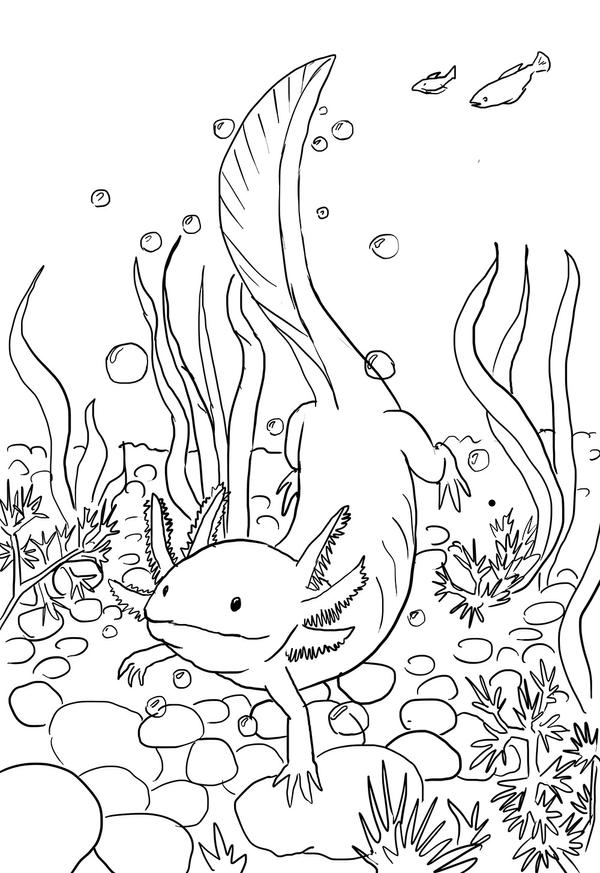 Axolotl Line Drawing by Kamazotz on DeviantArt