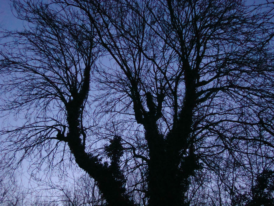 Contrast Tree Contrast Tree by MissHollyDolly on DeviantArt