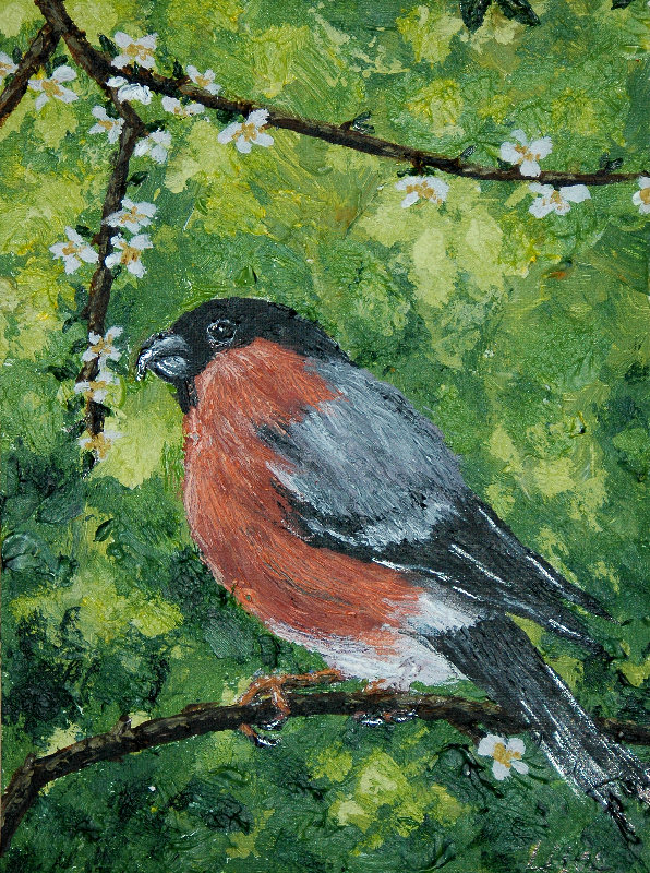 Bullfinch