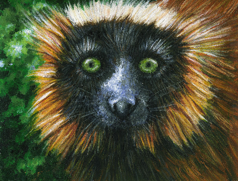 Red-ruffed lemur