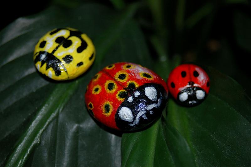 Little ladybirds