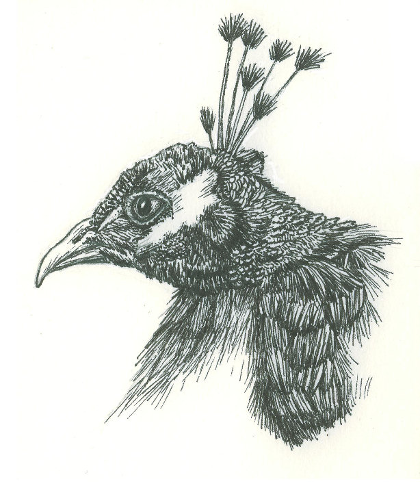 Ink Peacock