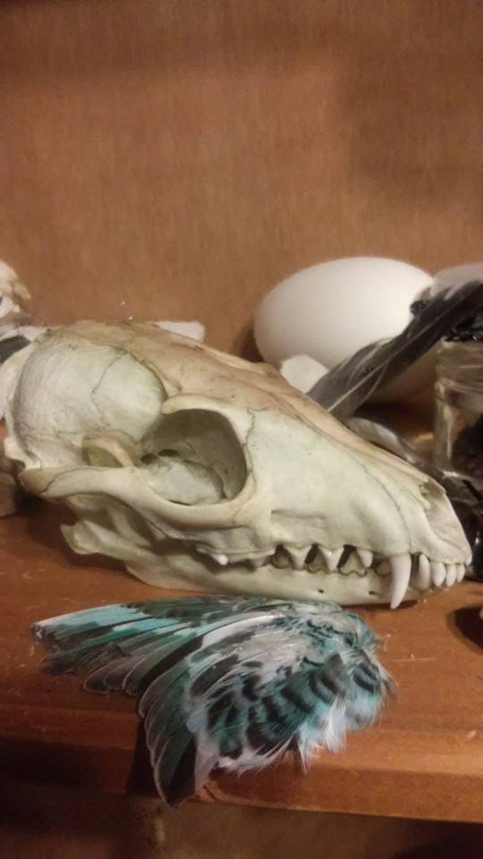 Grey Fox Skull SOLD