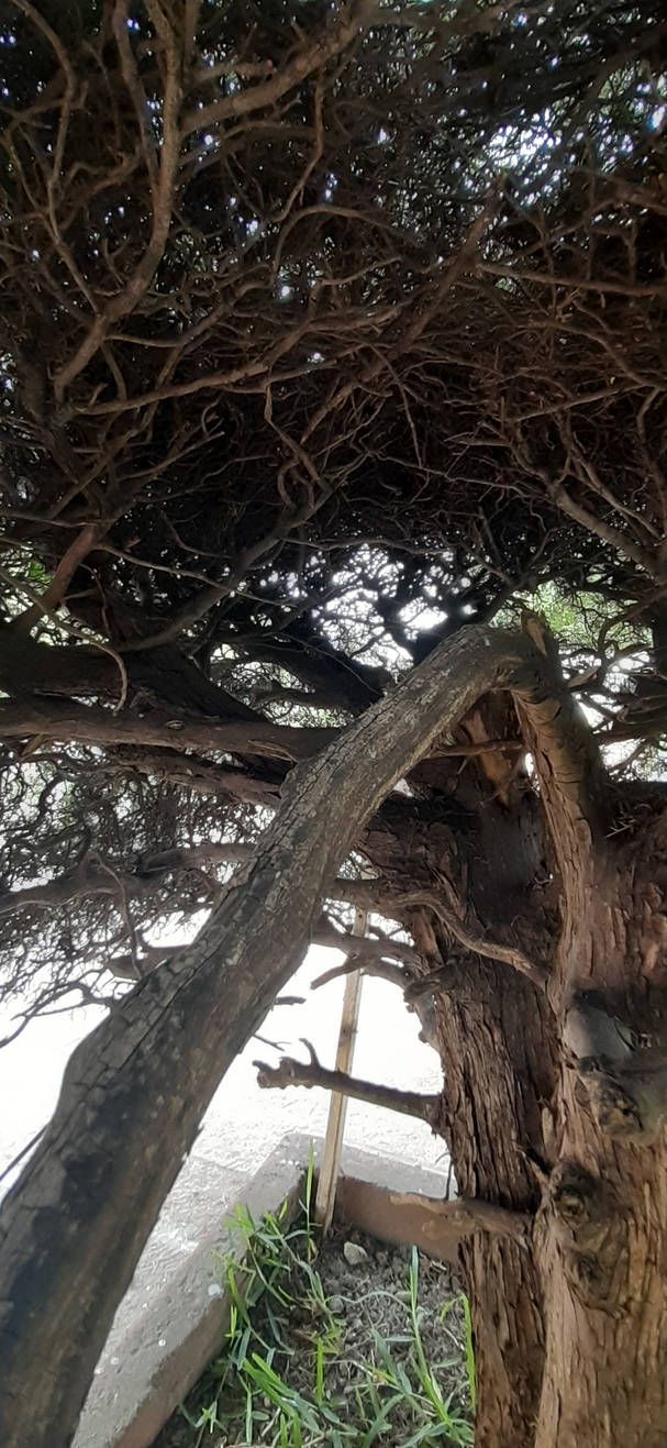 Inside the bush by M0nstErHoUnd45 on DeviantArt