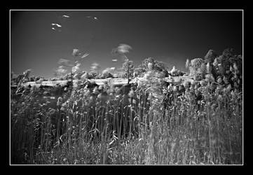 wind in the reeds