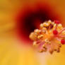 Hibiscus Macro