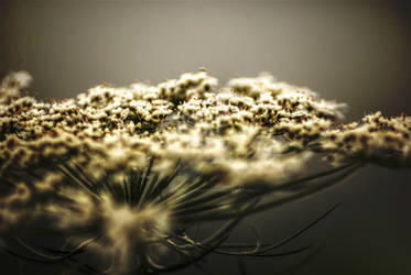 Queen Anne's Lace - HDR