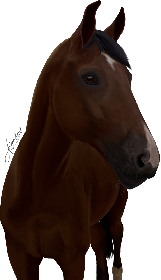 Dutch Warmblood