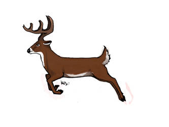 White Tail Deer Buck
