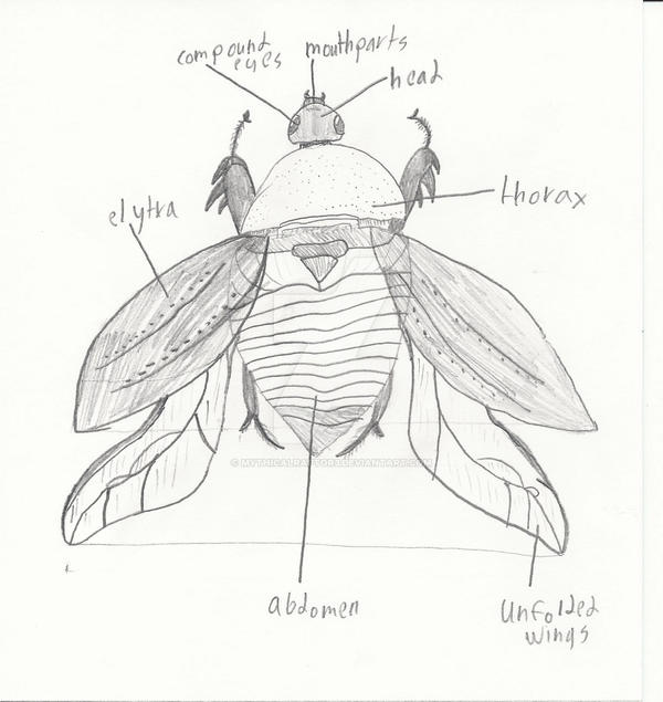 Beetle anatomy