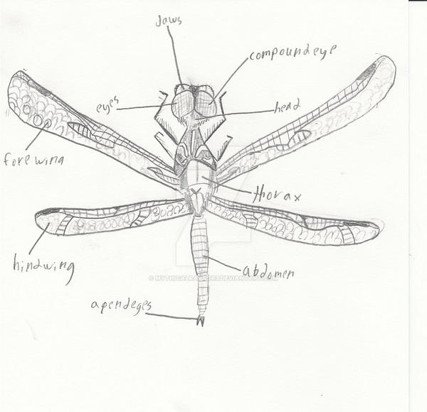 Dragonfly anatomy