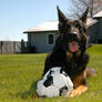German Soccer Dog!