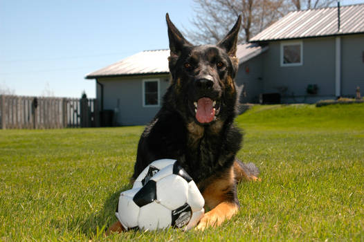 German Soccer Dog!