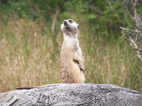 Meerkat-Animal Kingdom