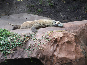 Komodo Dragon-Animal Kingdom