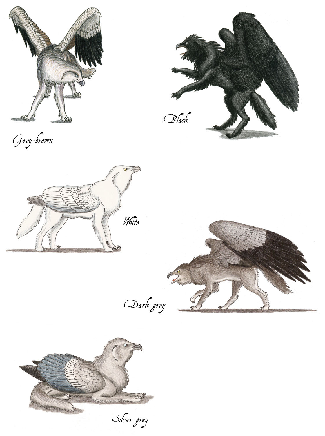 Wolf Griffin color phases