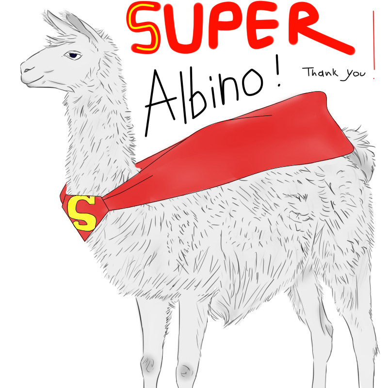 Super Albino Llama!