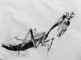 Praying mantis - EE