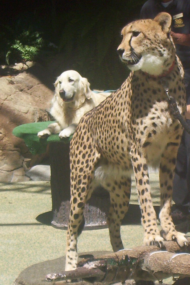 Cheetah