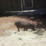 Wild pig2