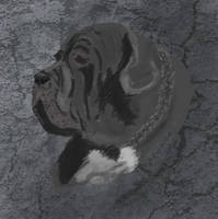 Mastino napoletano