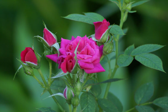 flowers II