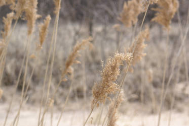 Beach Grass