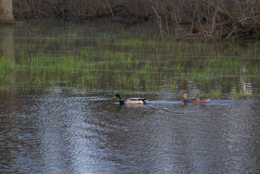 Ducks