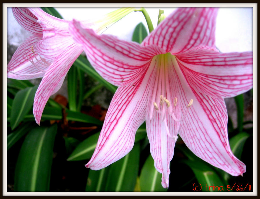 Hippeastrum