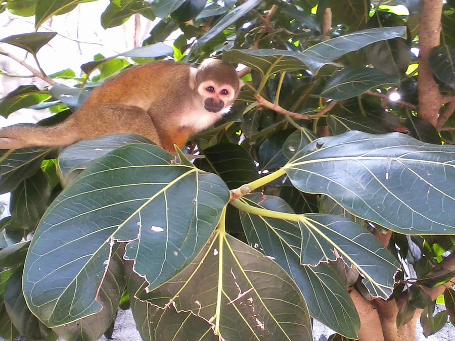Manu monkey by flyingsaucerscout on DeviantArt