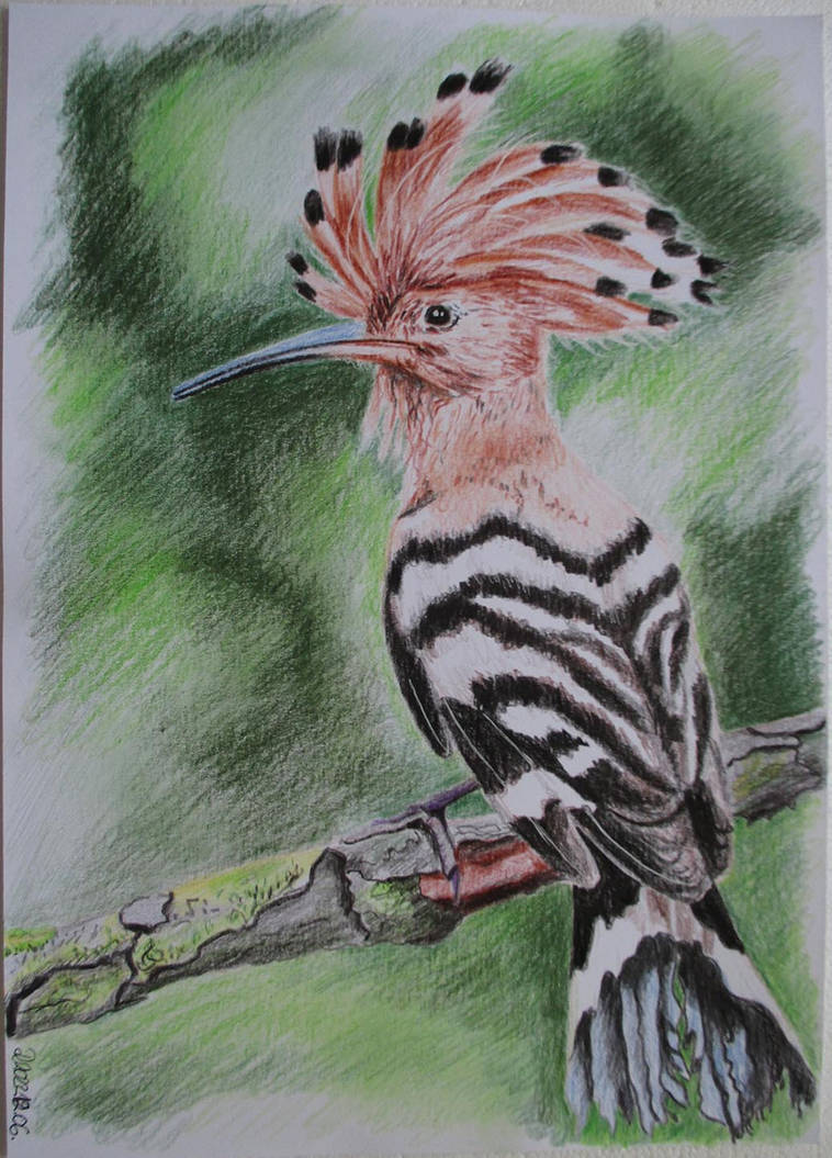 Abstract Hoopoe Hoopoe by dede1988 on DeviantArt
