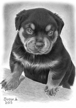 Rottweiler Puppy 2