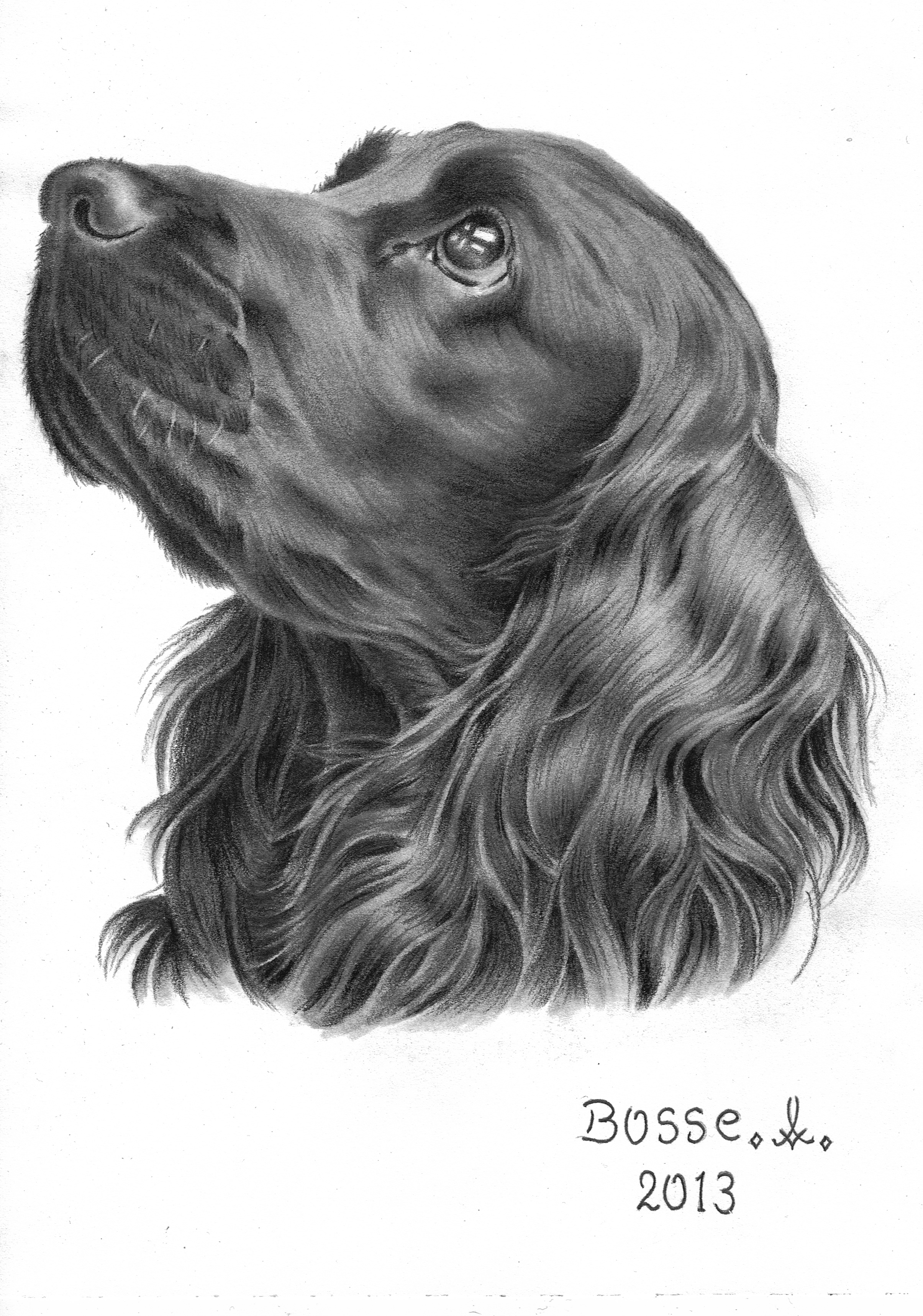 Cocker Spaniel By Torsk1 On DeviantArt cocker-spaniel-by-torsk1-on-deviantart