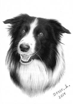 Border Collie.