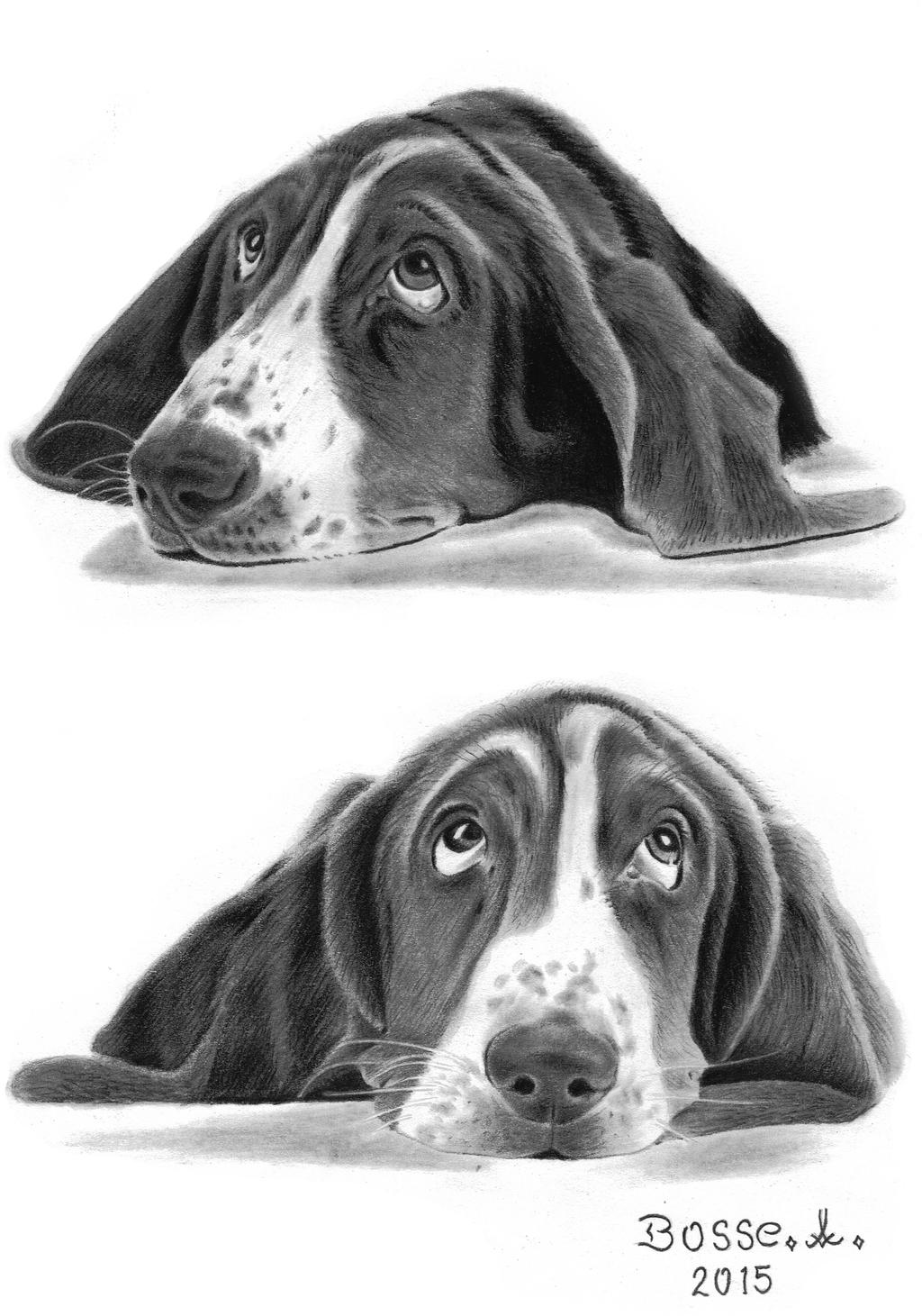 Basset Hounds