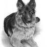 German shepherd