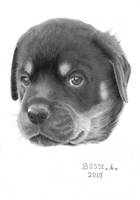 Rottweiler Puppy 4